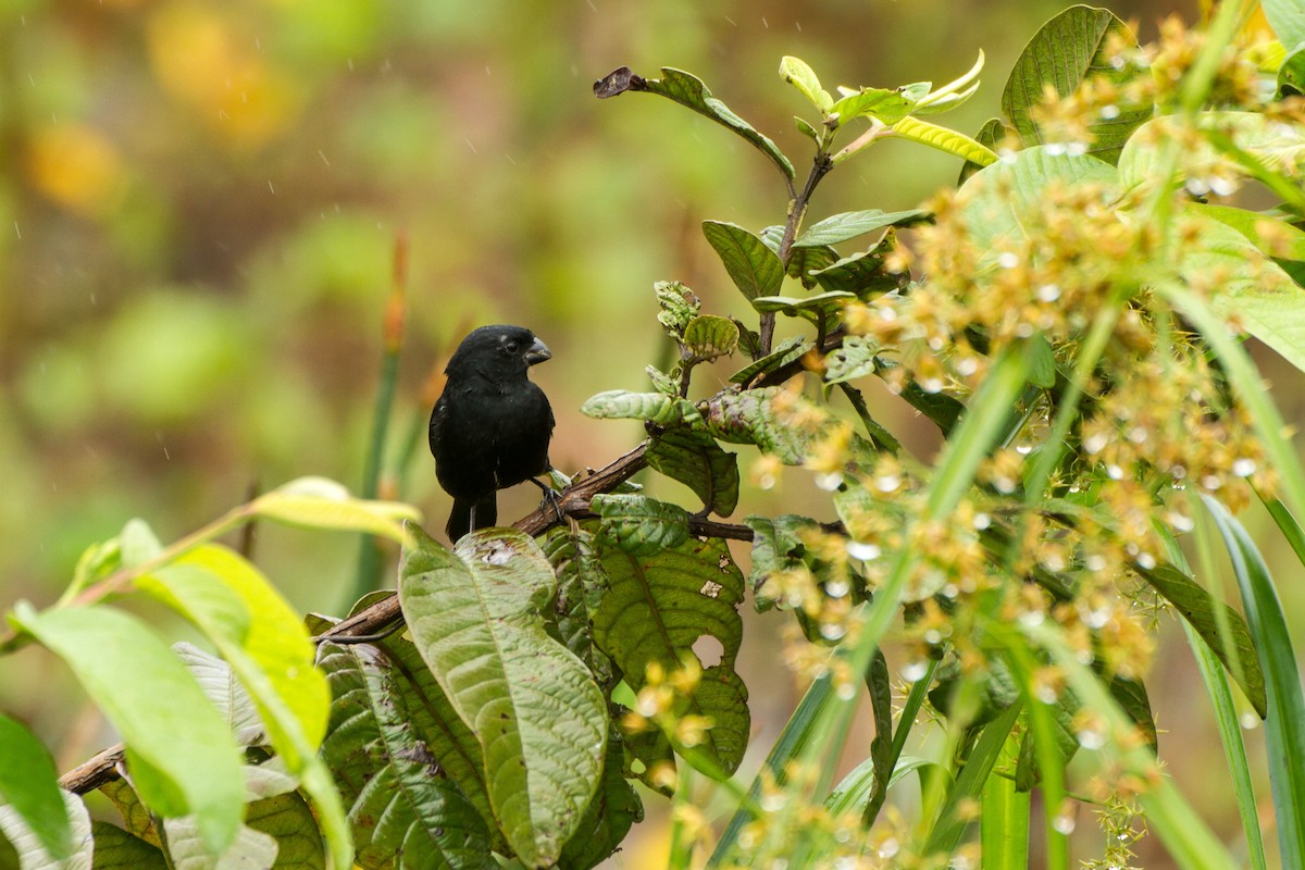 Variable Seedeater - ML645991660