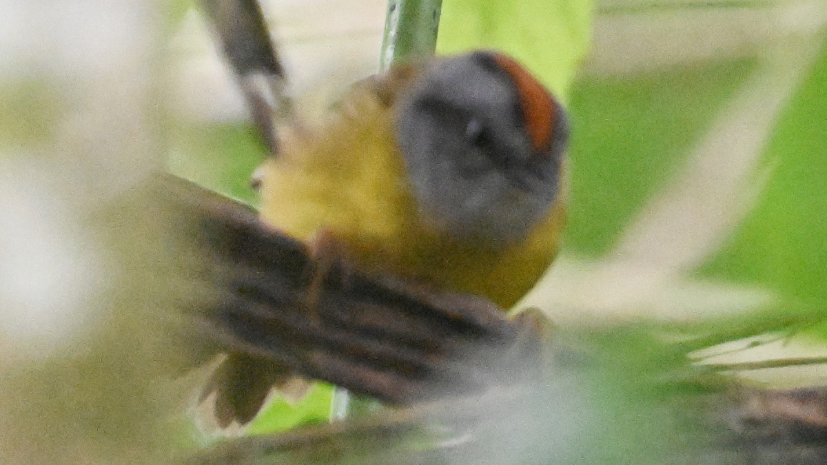 Russet-crowned Warbler - ML645991661