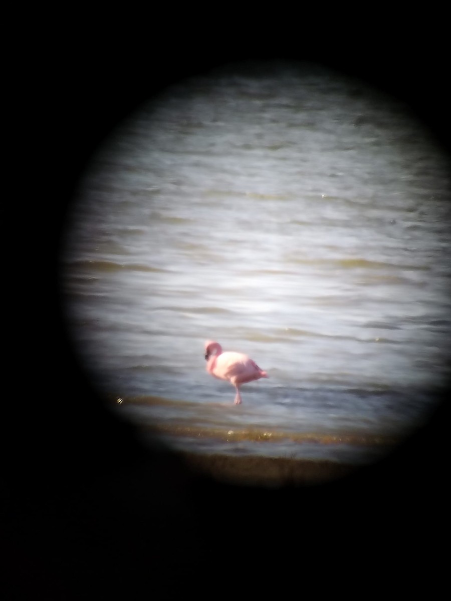 Zwergflamingo - ML645991662