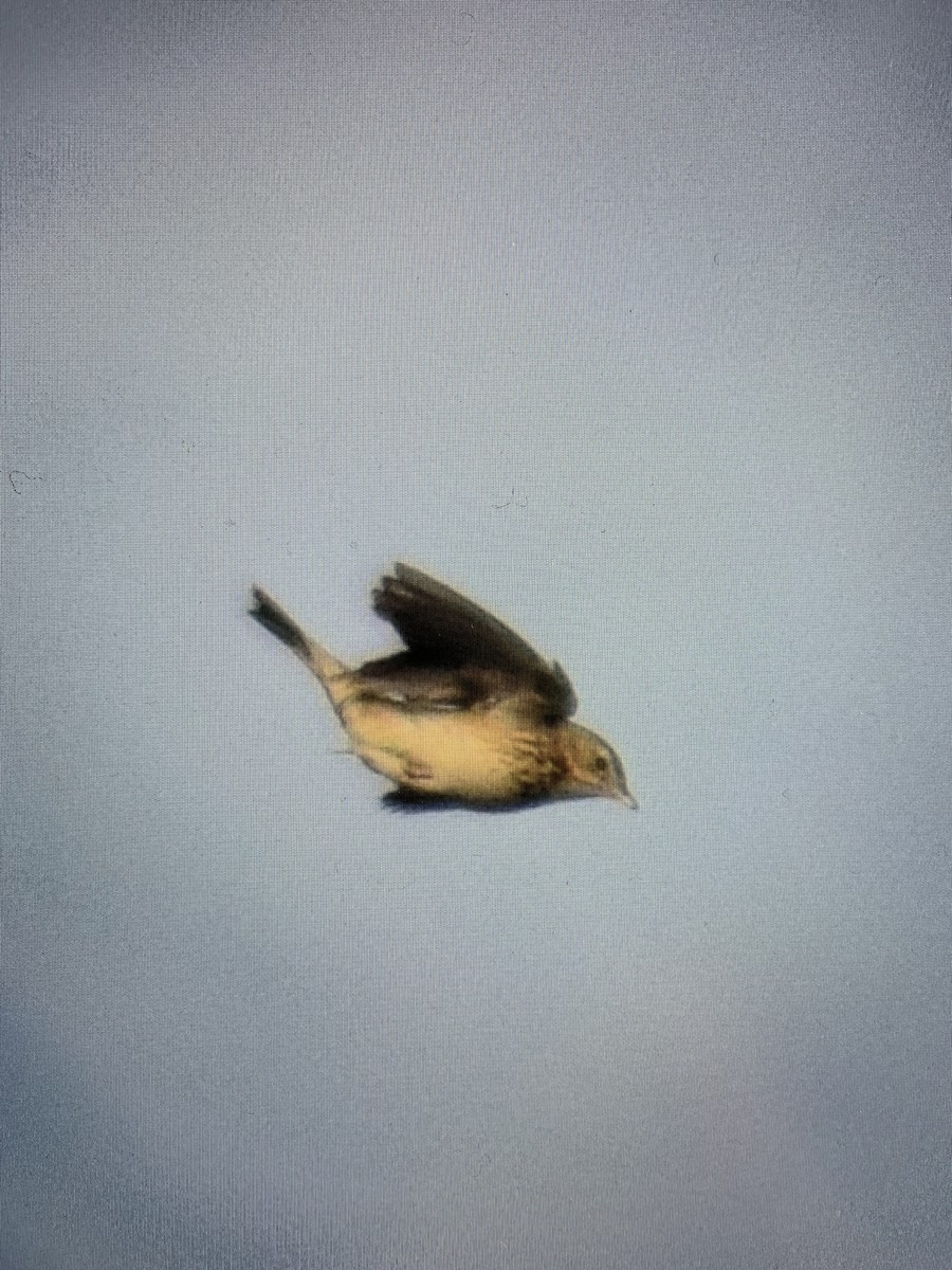 Tree Pipit - ML645991663