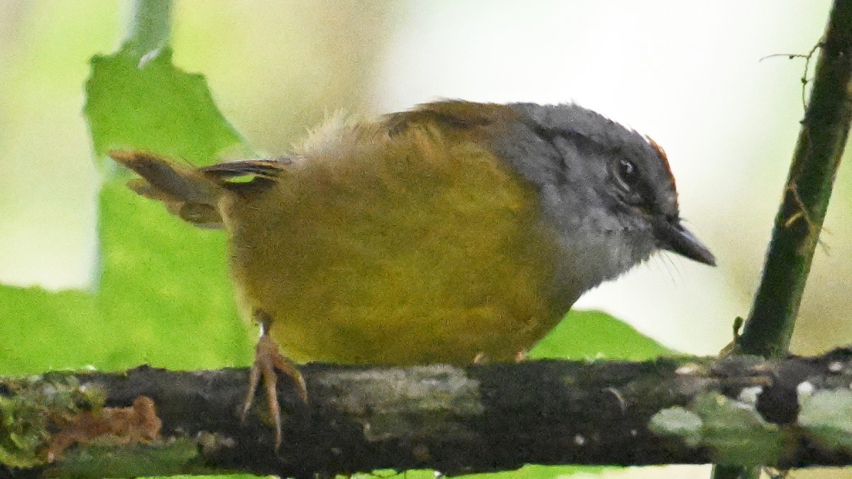 Russet-crowned Warbler - ML645991665