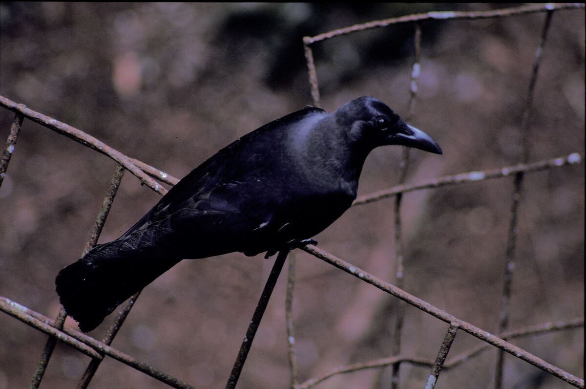 House Crow - ML645991670