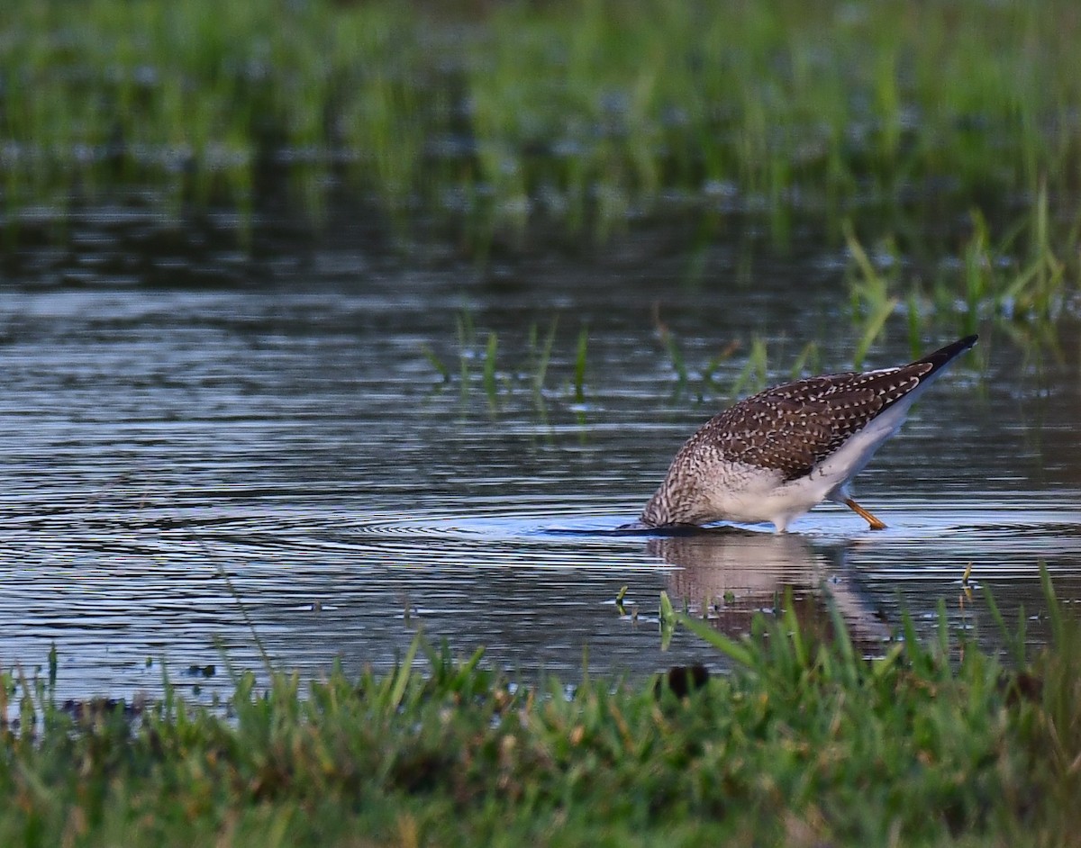 Greater Yellowlegs - ML645991671