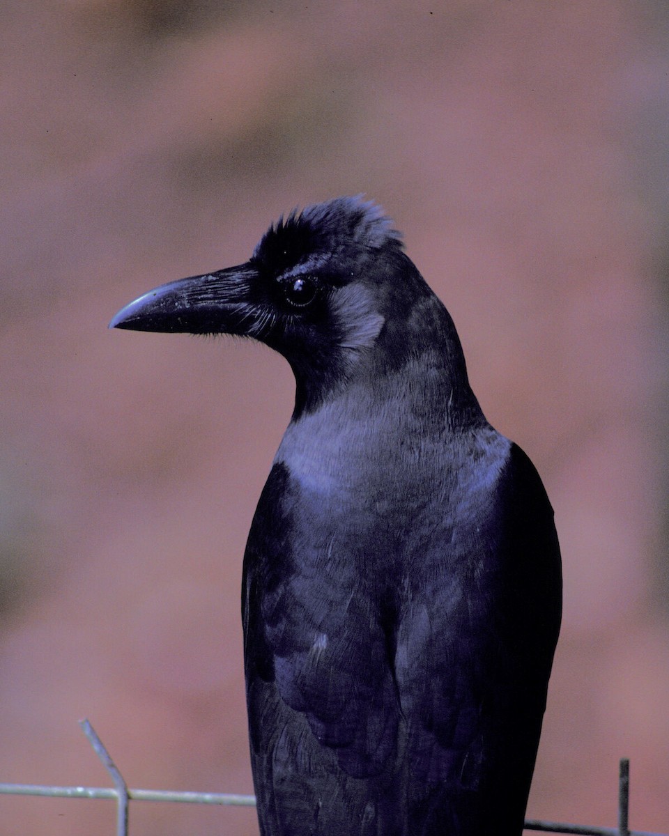 House Crow - ML645991672