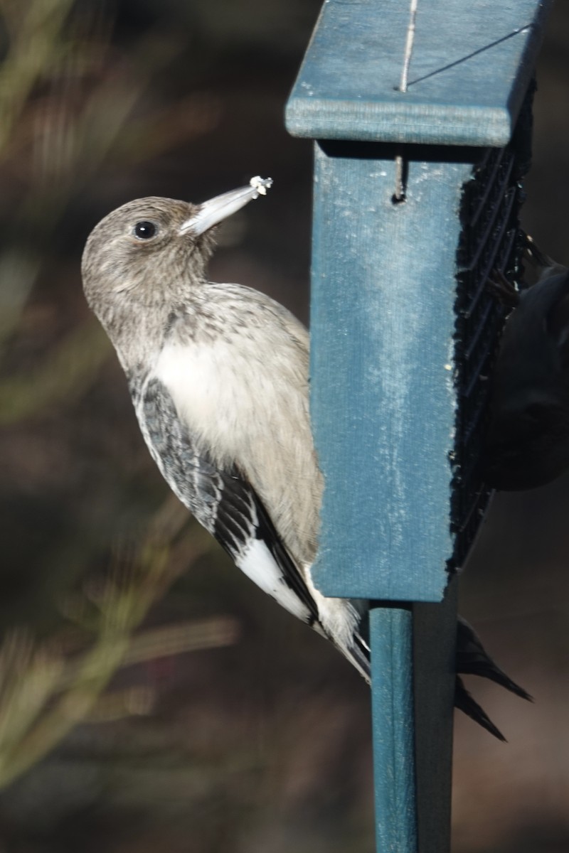 Red-headed Woodpecker - ML645991673