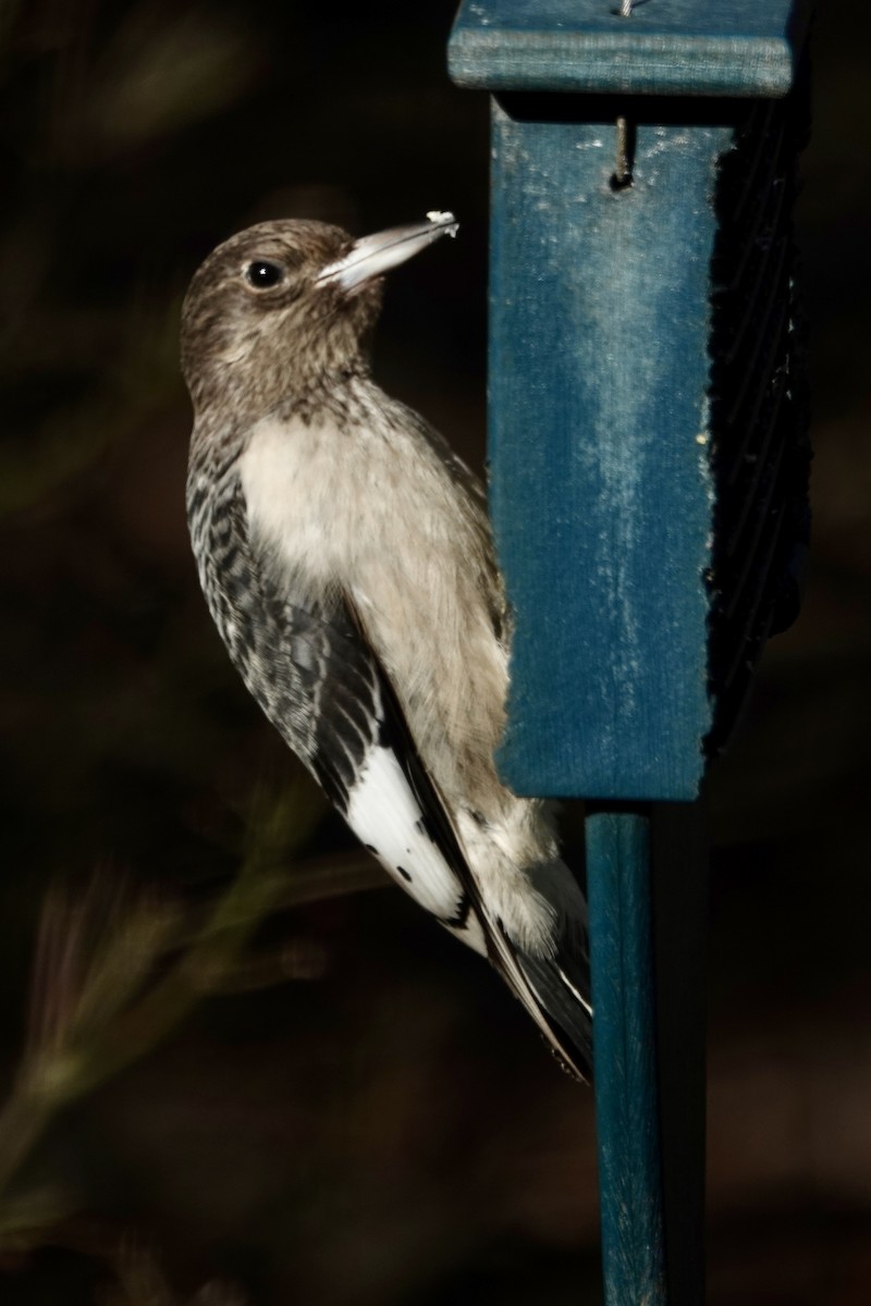 Red-headed Woodpecker - ML645991674