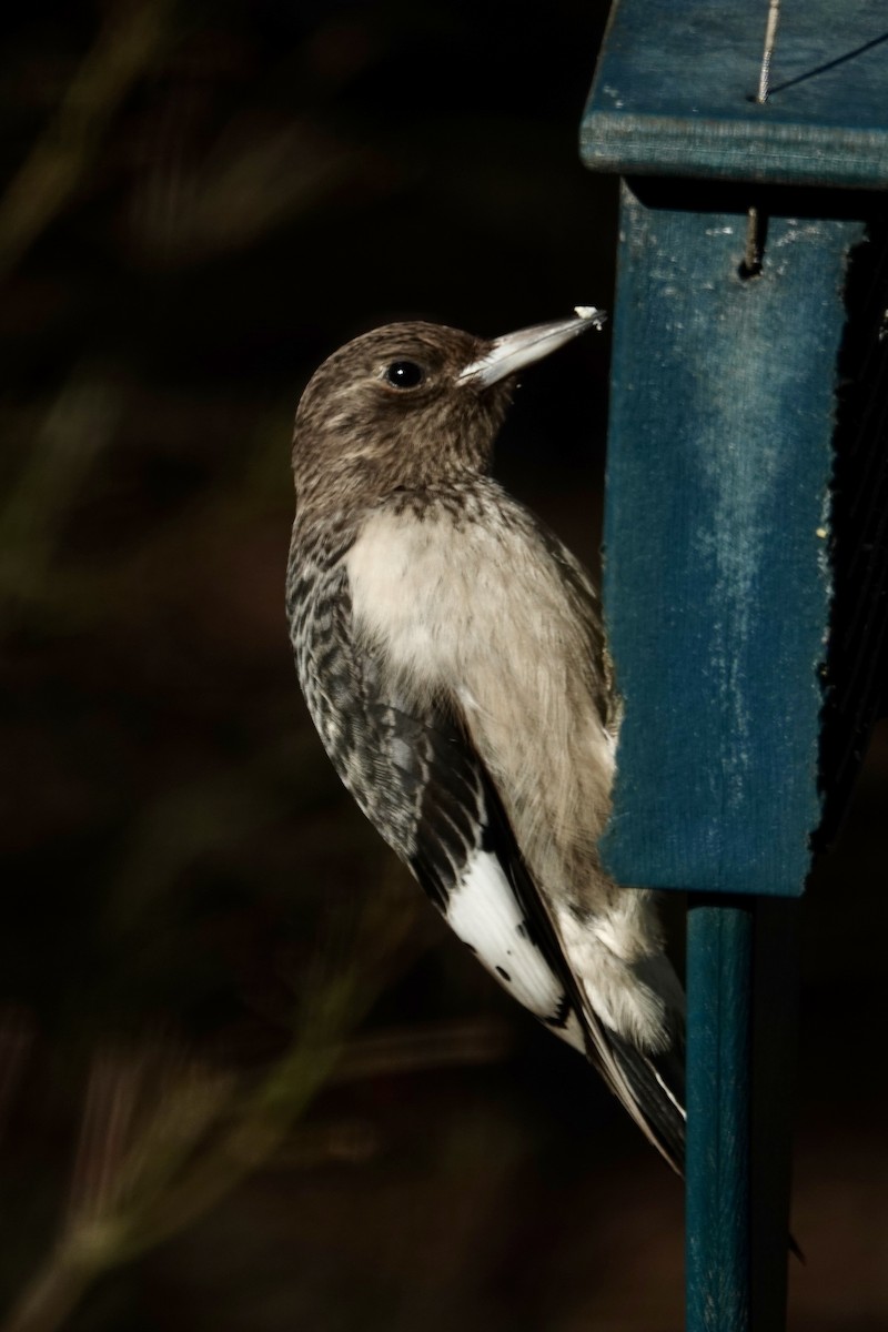 Red-headed Woodpecker - ML645991675