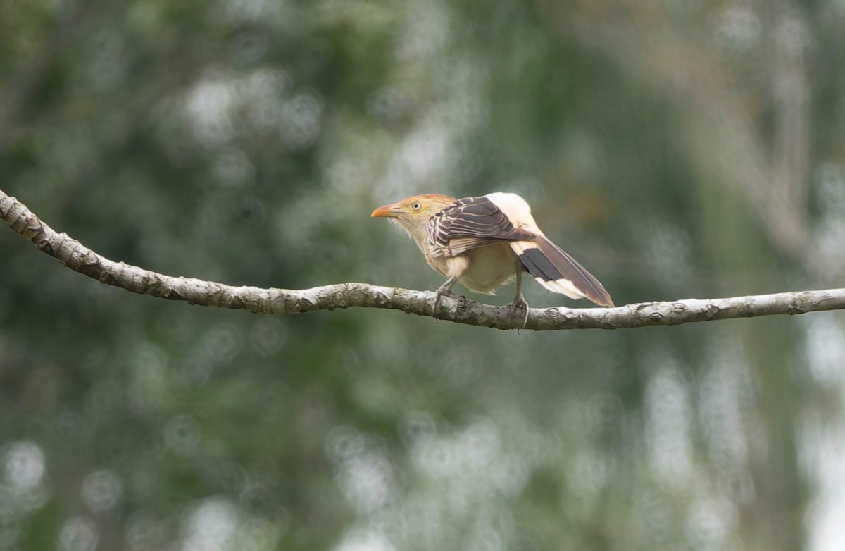 Guira Cuckoo - ML645991677