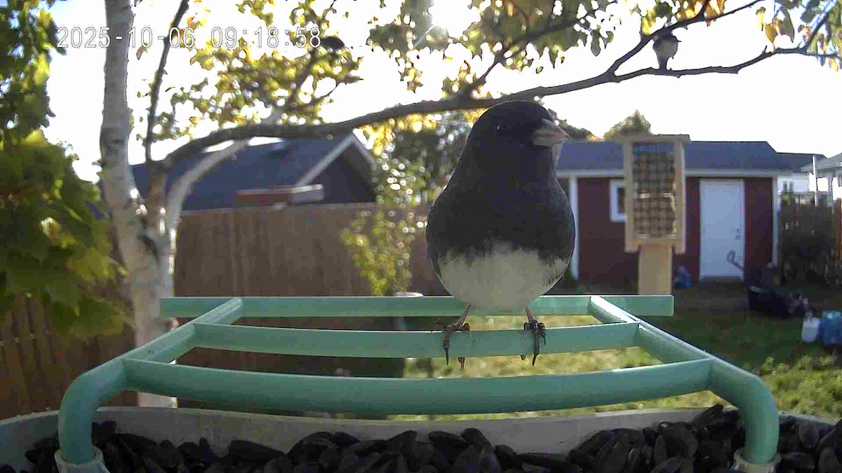 Dark-eyed Junco - ML645991690