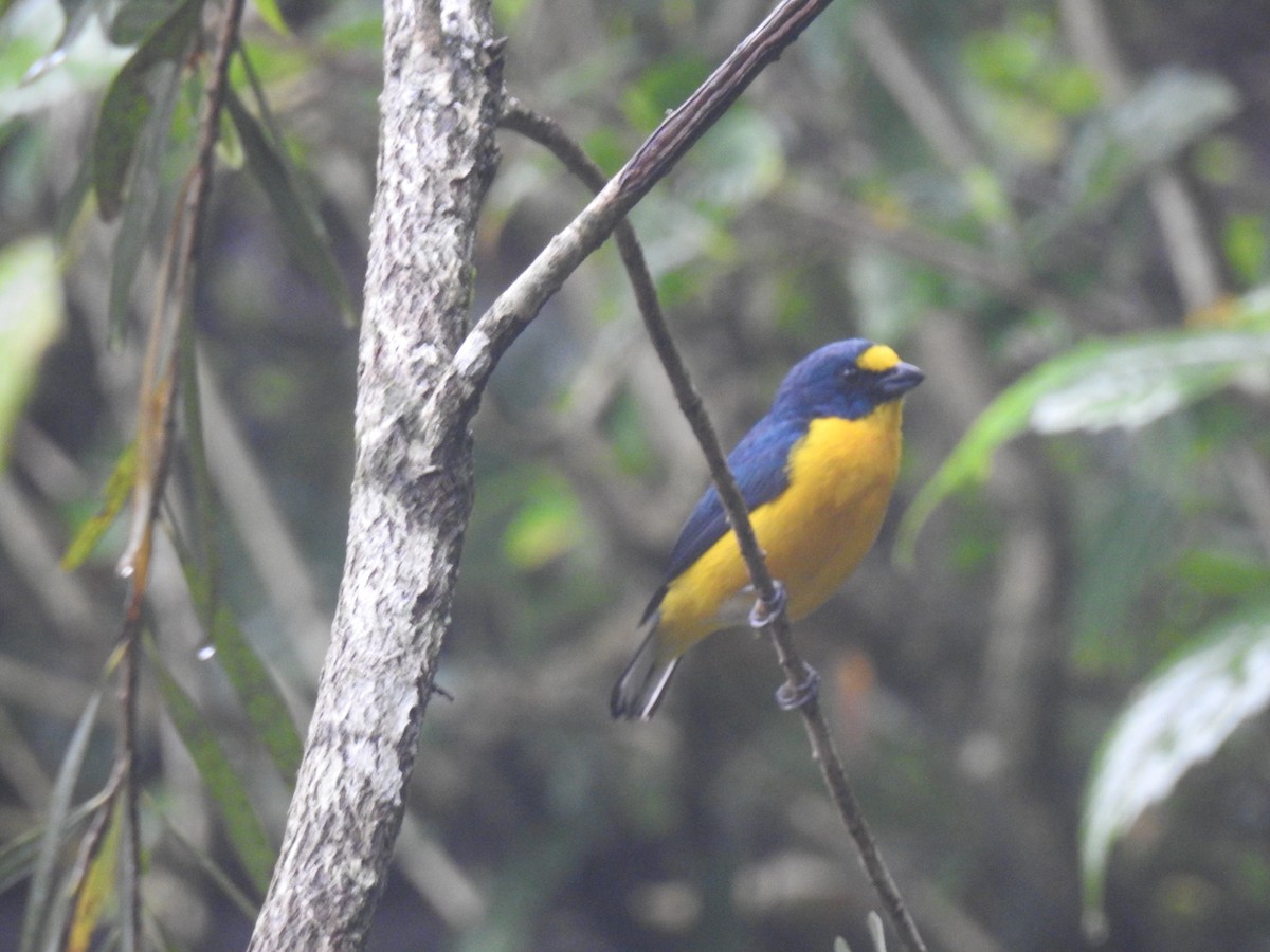 Yellow-throated Euphonia - ML645991691