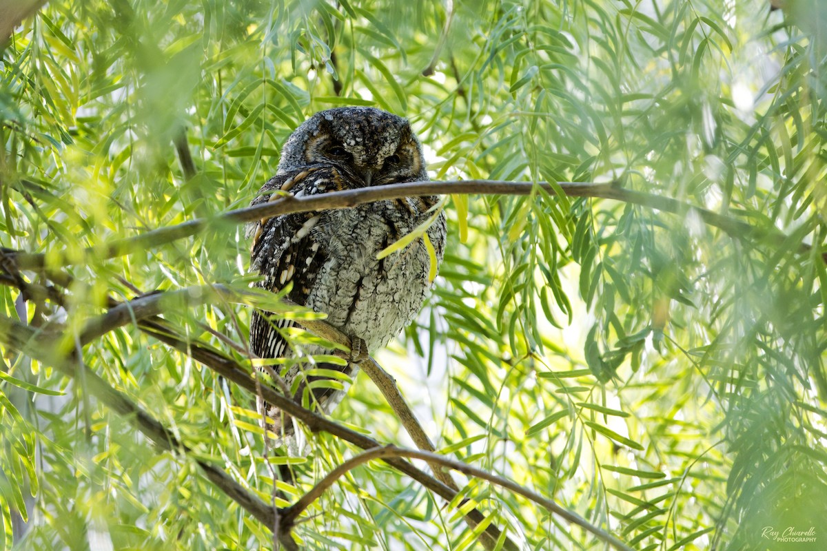 Flammulated Owl - ML645991730