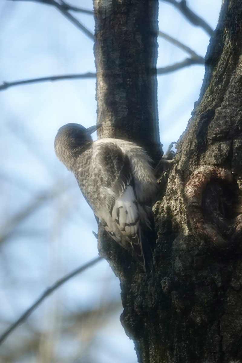 Red-headed Woodpecker - ML645991732