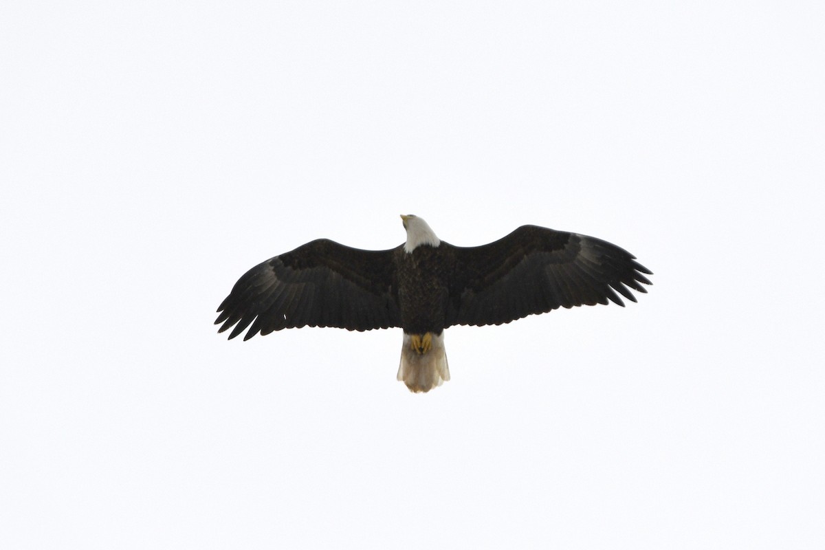 Bald Eagle - ML645991747
