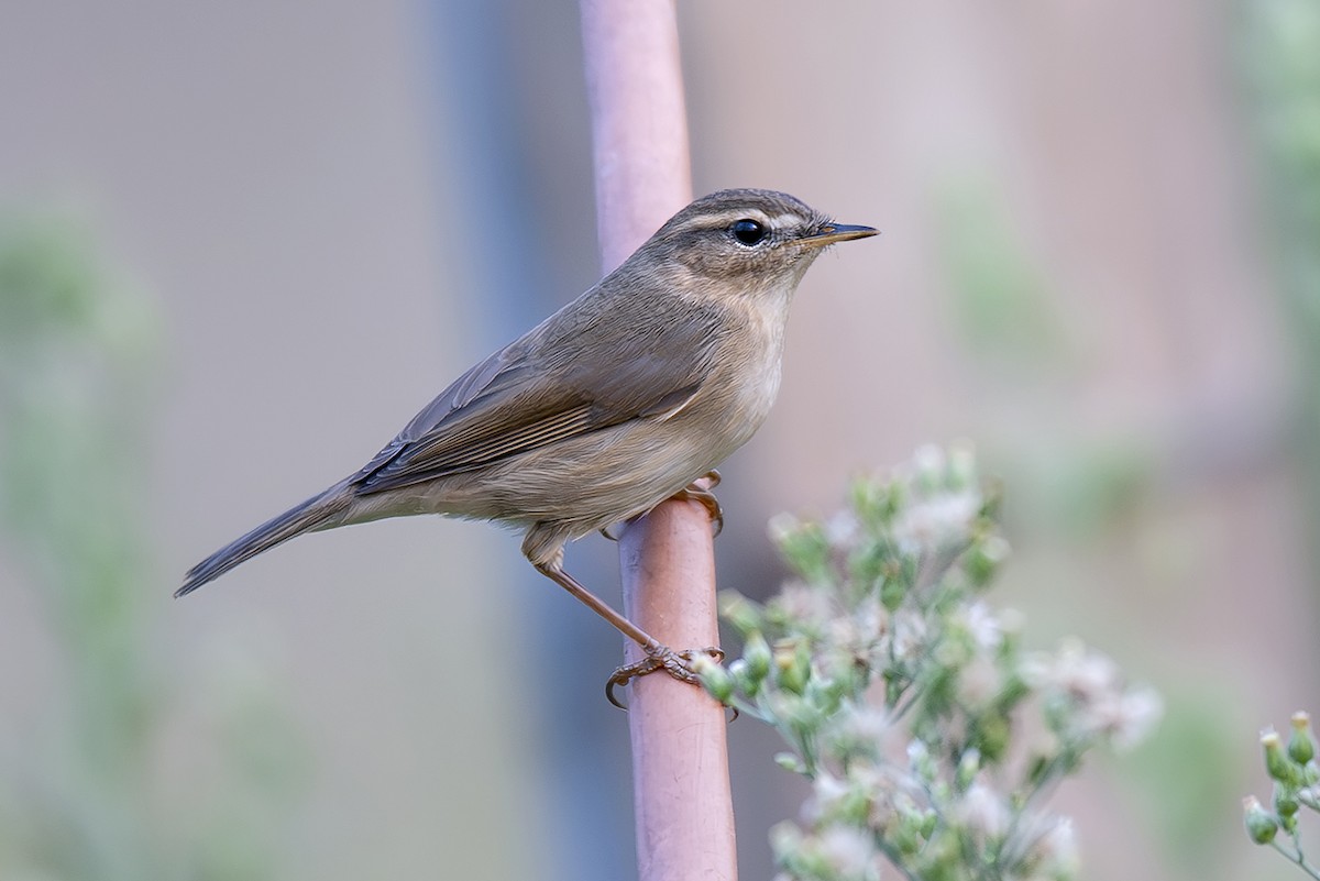 Esmer Çıvgın - ML645991748