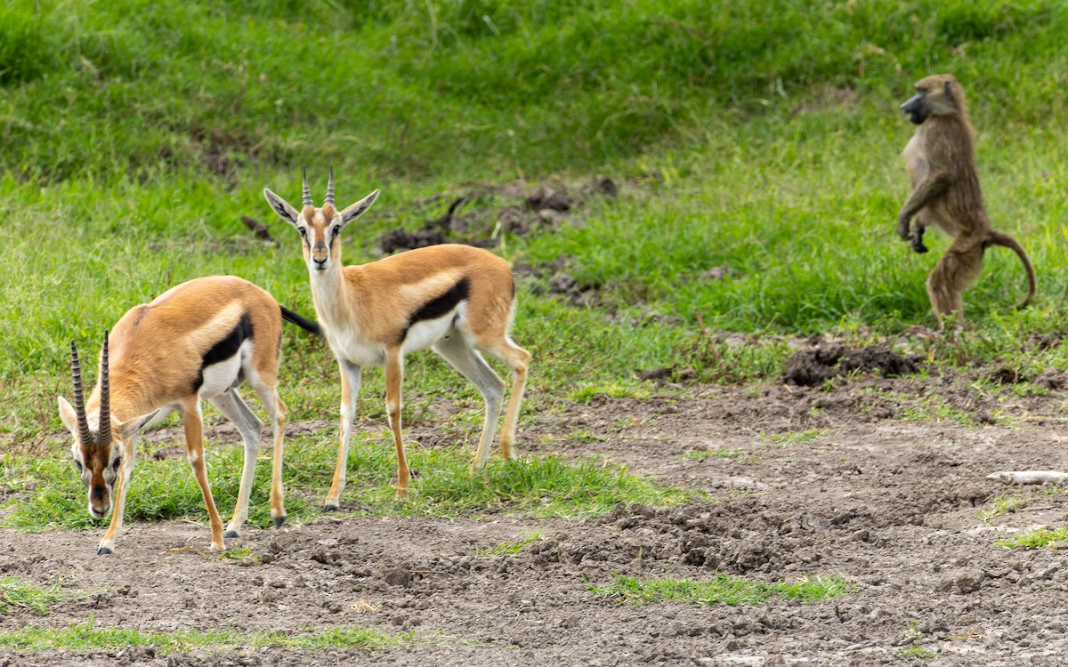Thomson's Gazelle - ML645991749
