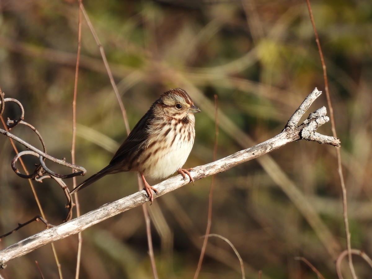 Song Sparrow - ML645991771
