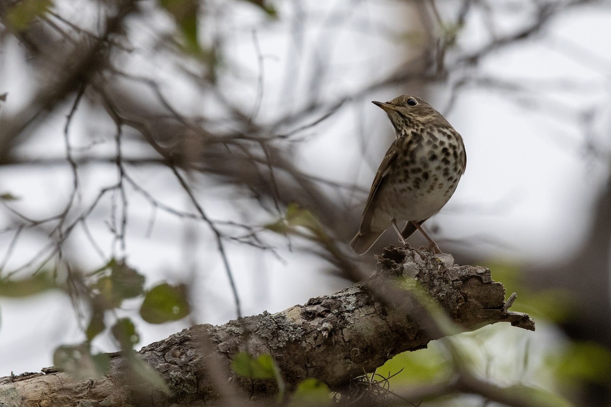 Hermit Thrush - ML645991786