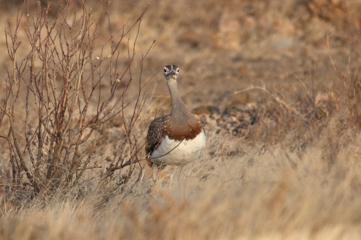 Сомалийская дрофа - ML645991790