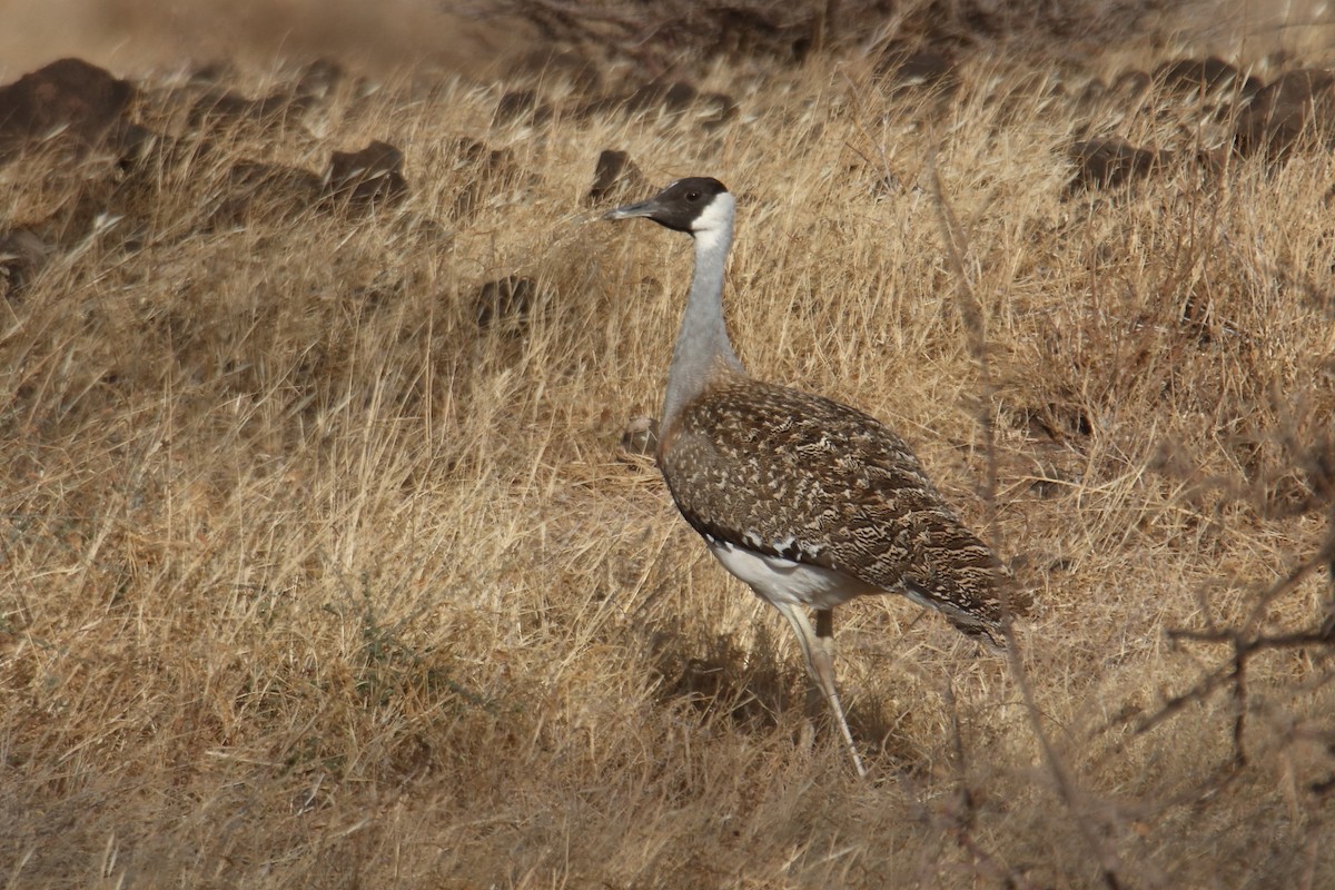 Сомалийская дрофа - ML645991791