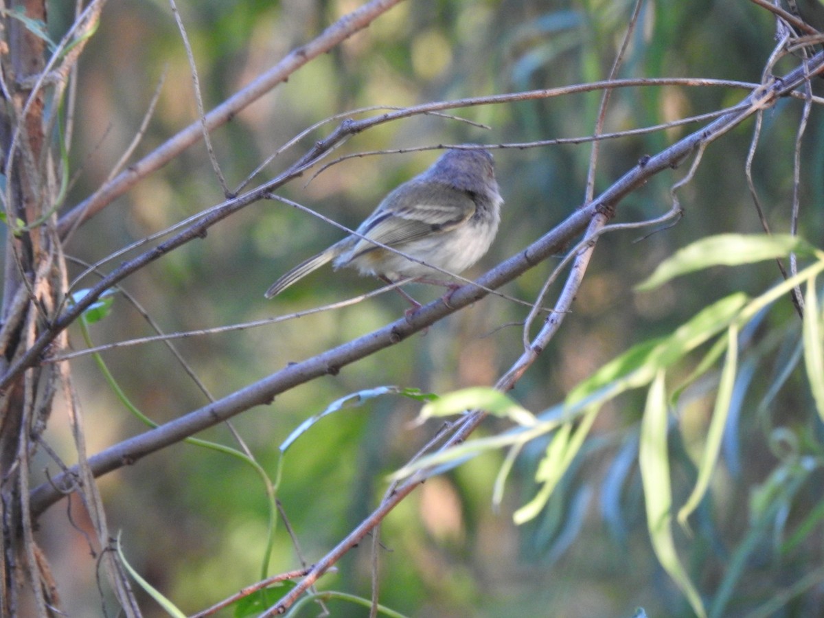 Изменчивый тоди-тиранн - ML645991793