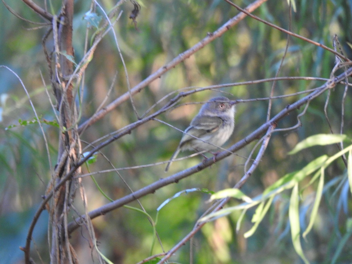 Изменчивый тоди-тиранн - ML645991794