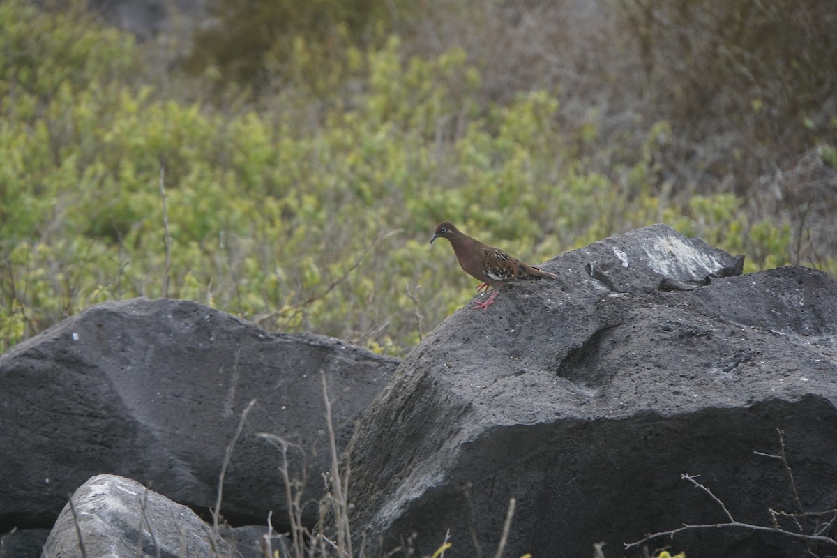 Галапагосская горлица - ML645991795