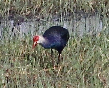 Сероголовая султанка - ML645991796