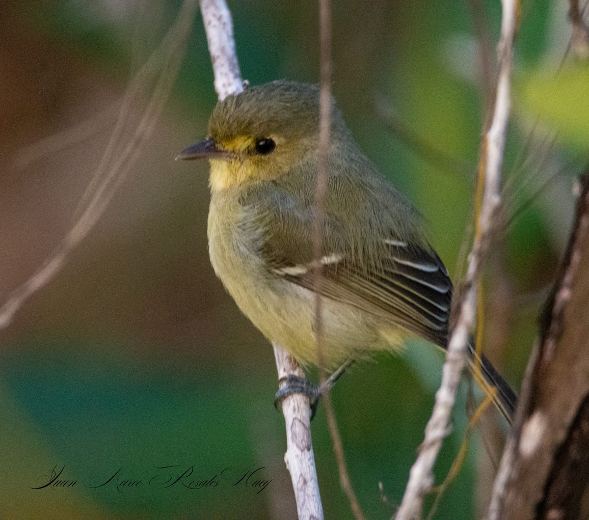 Желтобрюхий мухолов - ML645991797