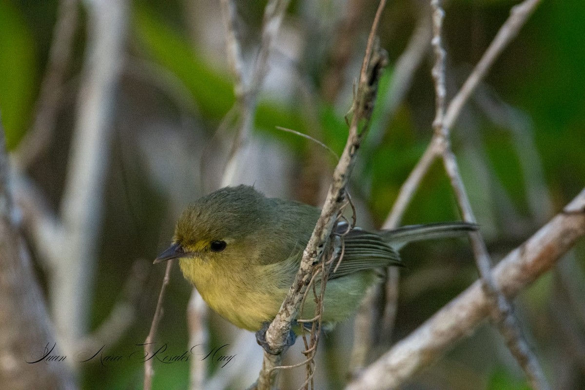 Желтобрюхий мухолов - ML645991798