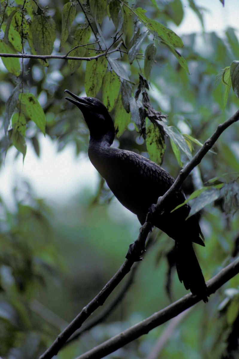 Индийский баклан - ML645991799