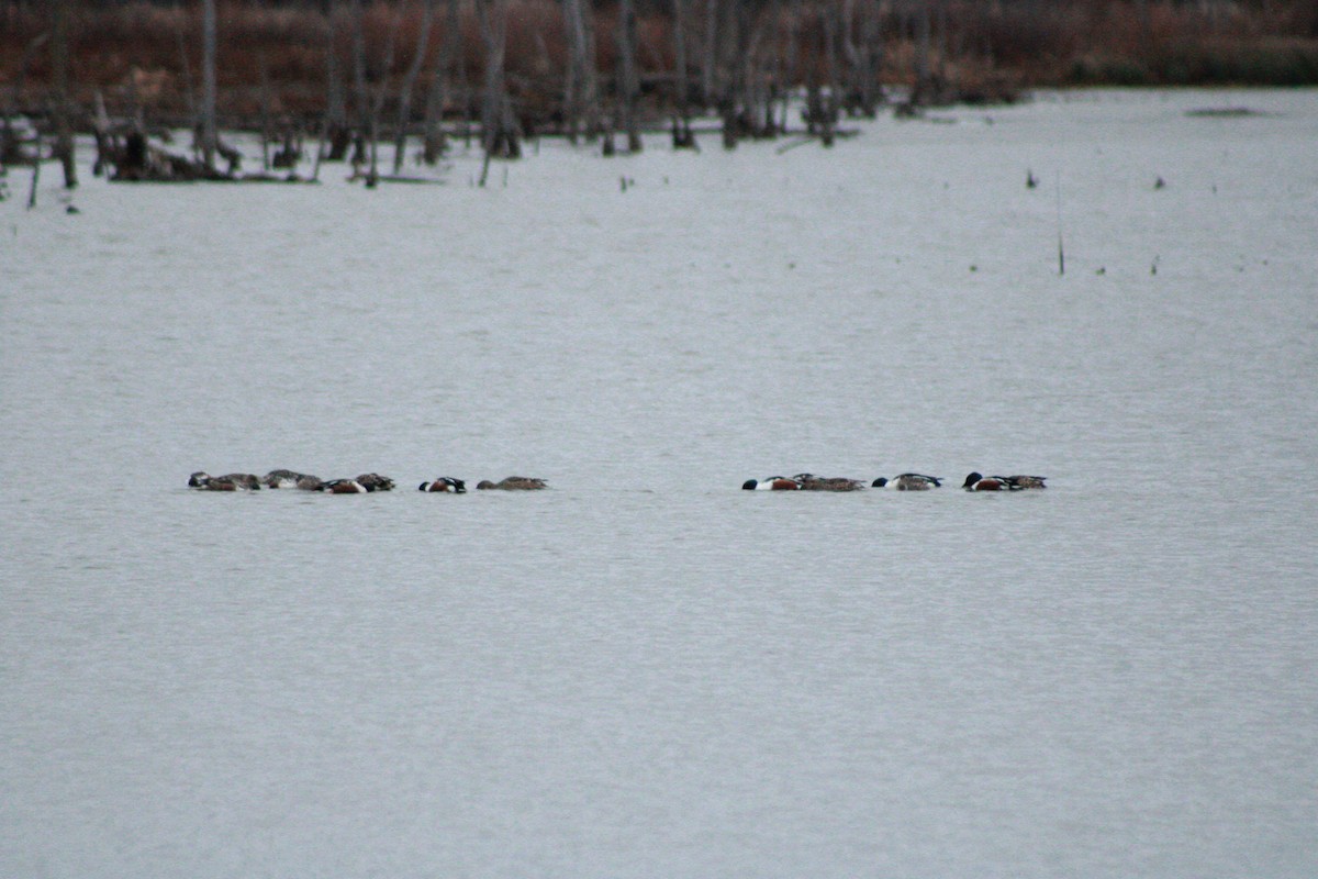 Широконоска - ML645991800