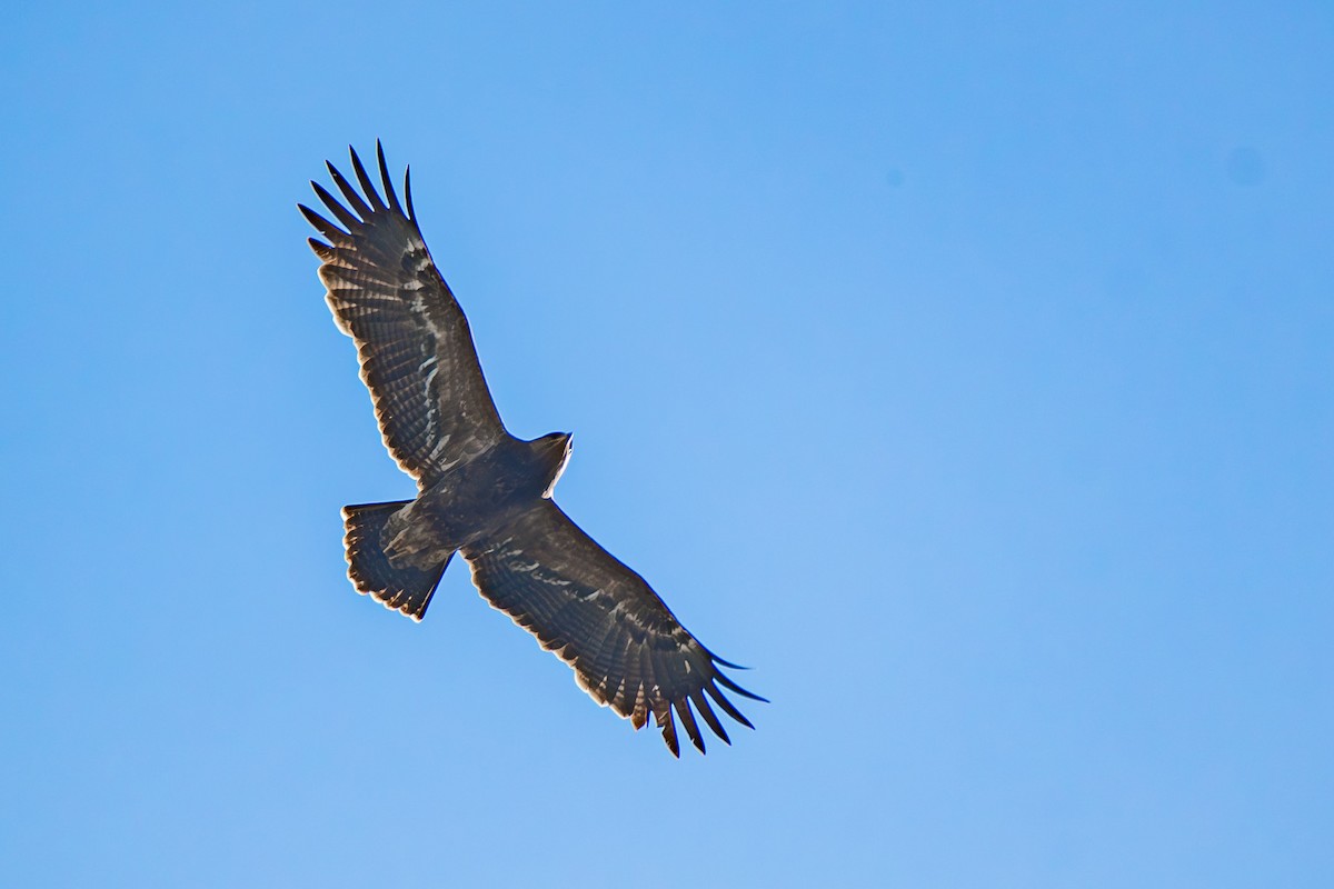 Малый подорлик - ML645991805