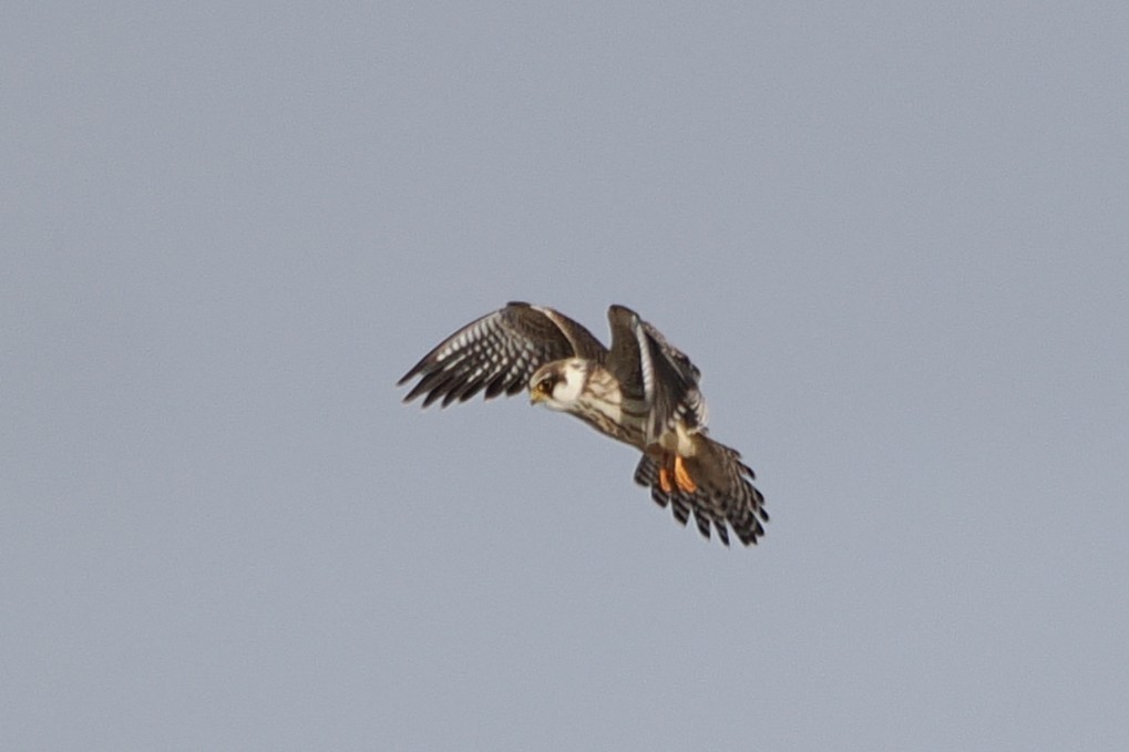 Belatz hankagorria - ML645991807