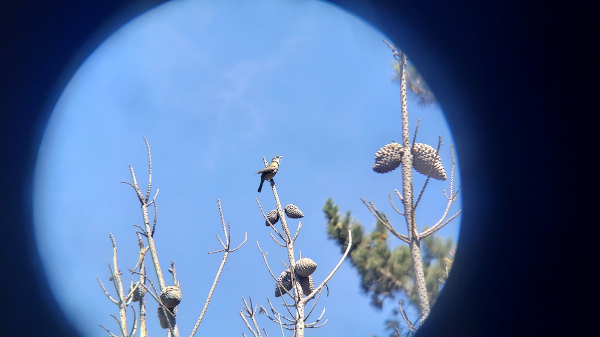 Gray-hooded Sierra Finch - ML645991808