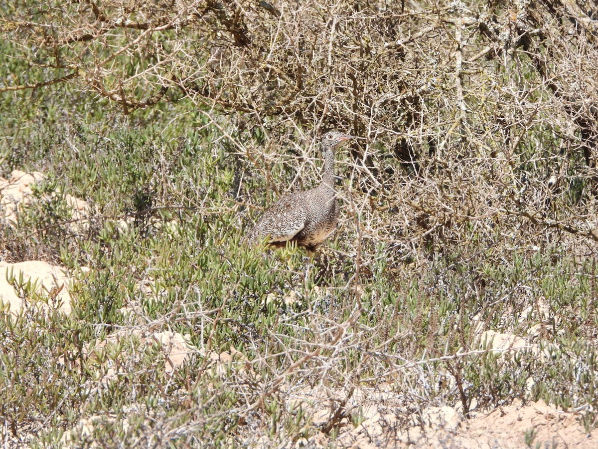 drop bělolící - ML645991813