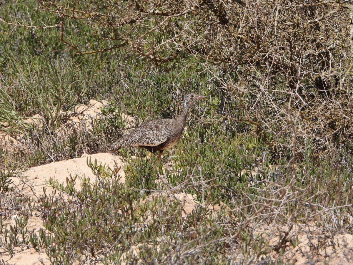 drop bělolící - ML645991814