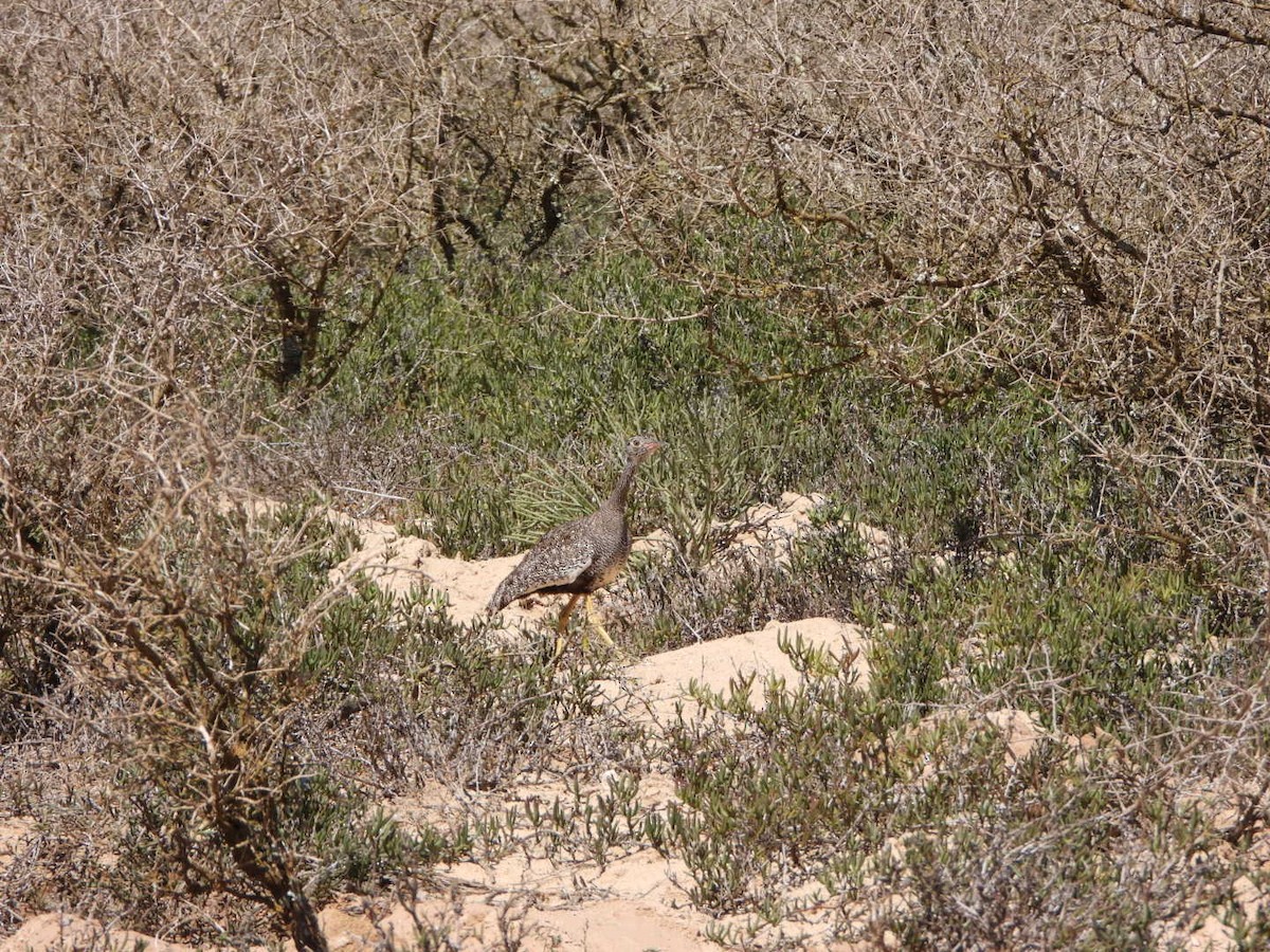 drop bělolící - ML645991815