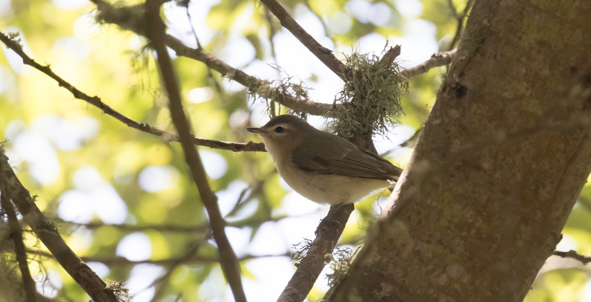 Western Warbling Vireo - ML645991816