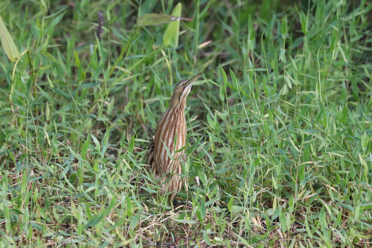 American Bittern - ML645991817