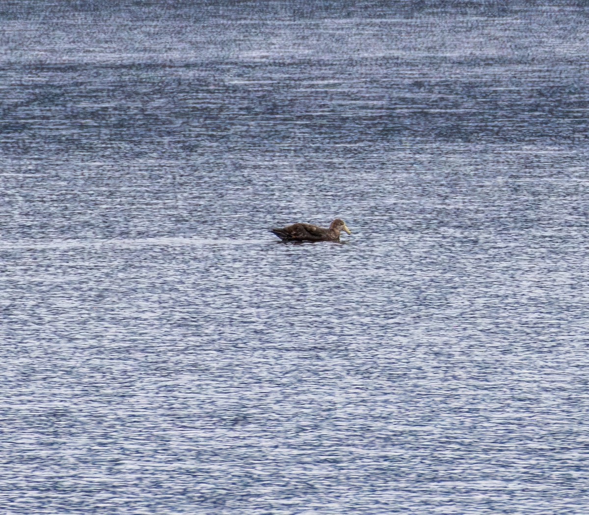 Petreltzar argia - ML645991819