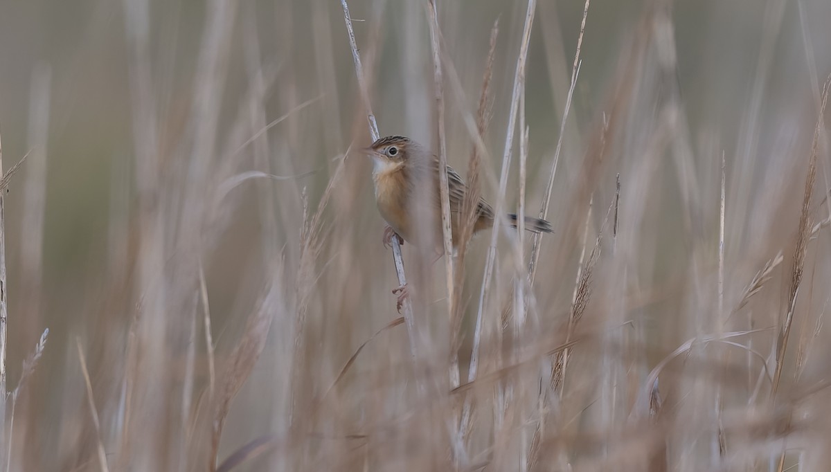 Zitting Cisticola - ML645991823