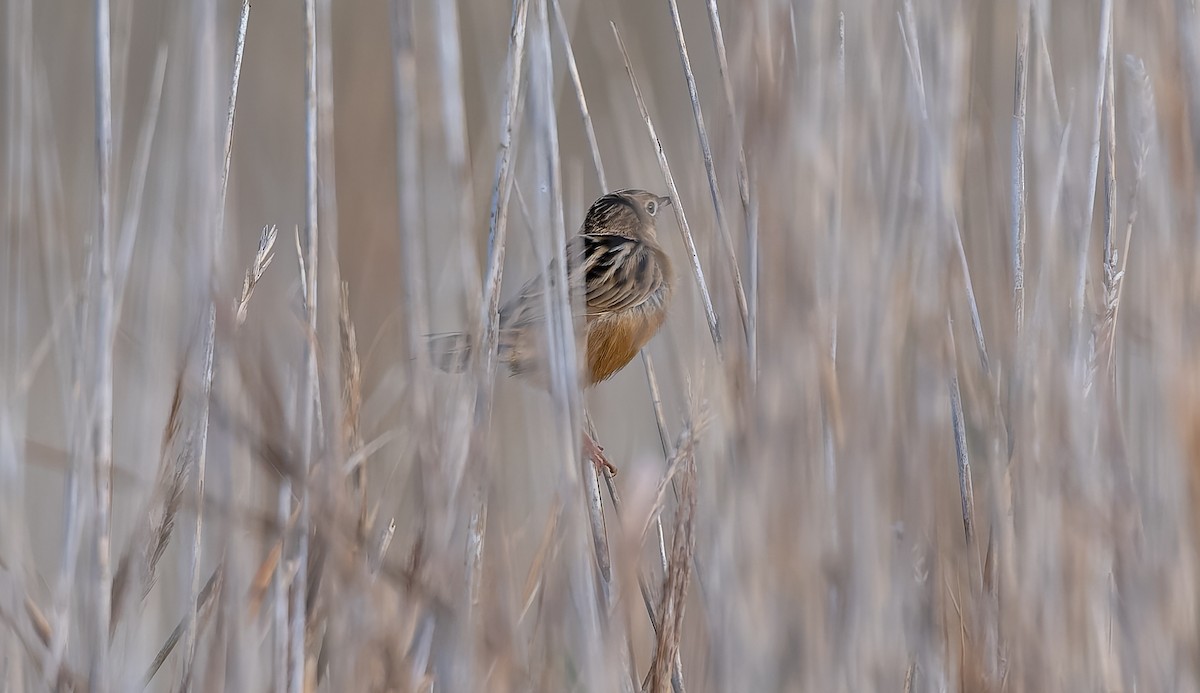 Zitting Cisticola - ML645991825