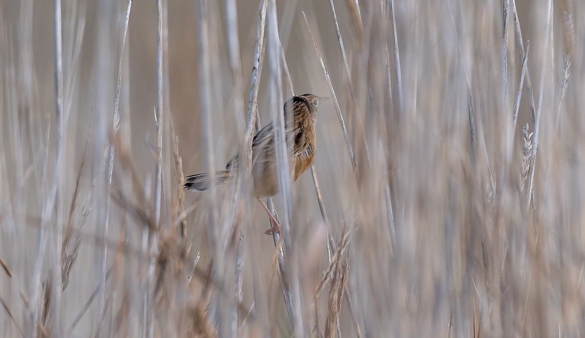 Zitting Cisticola - ML645991827