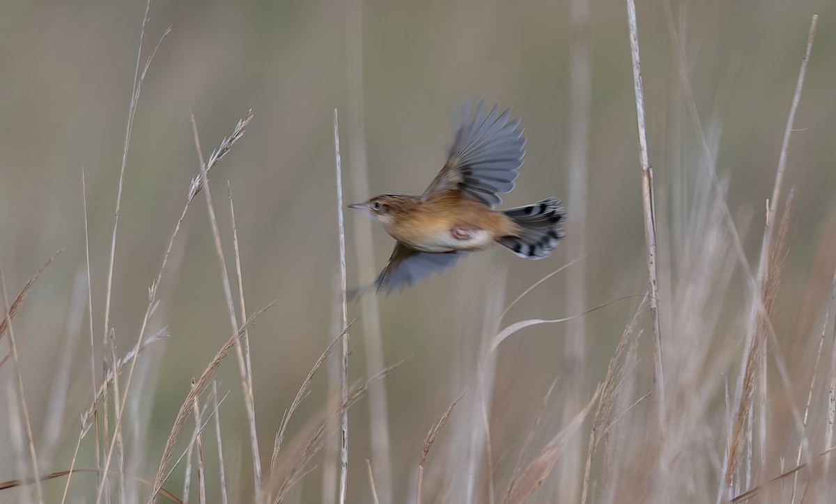 Zitting Cisticola - ML645991830