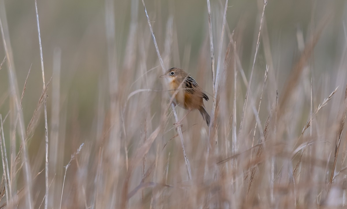 Zitting Cisticola - ML645991831