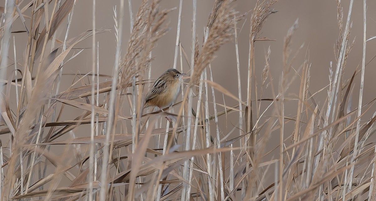 Zitting Cisticola - ML645991832