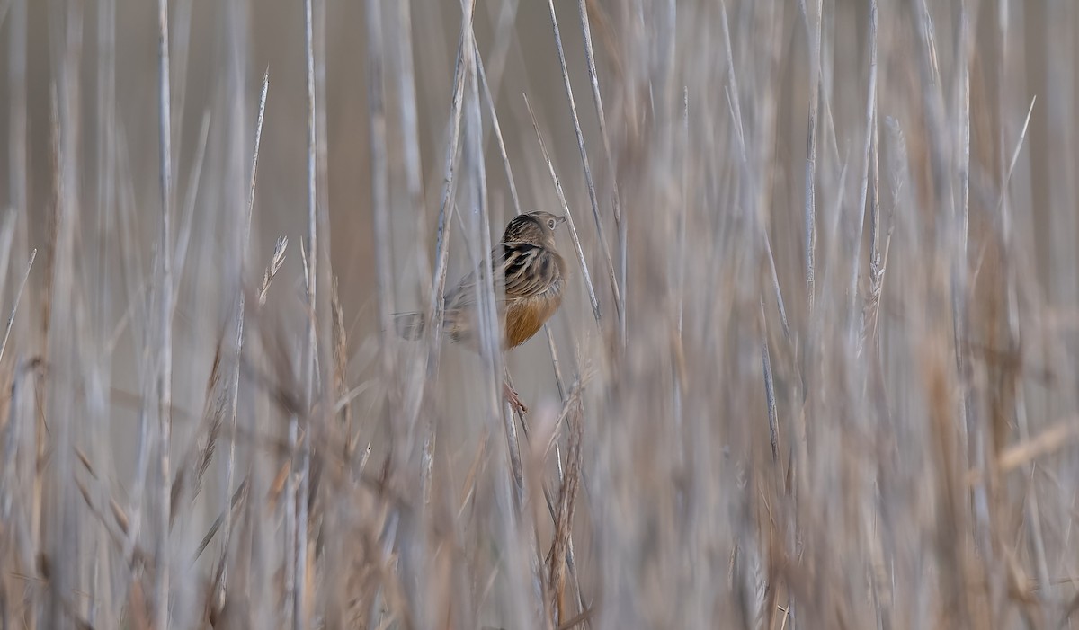 Zitting Cisticola - ML645991833