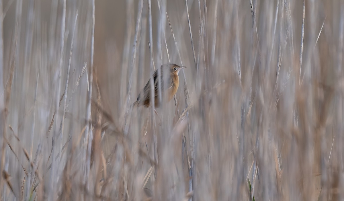 Zitting Cisticola - ML645991834