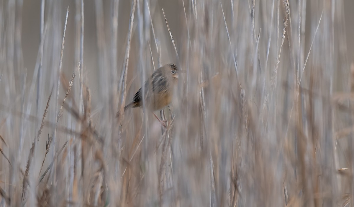 Zitting Cisticola - ML645991835