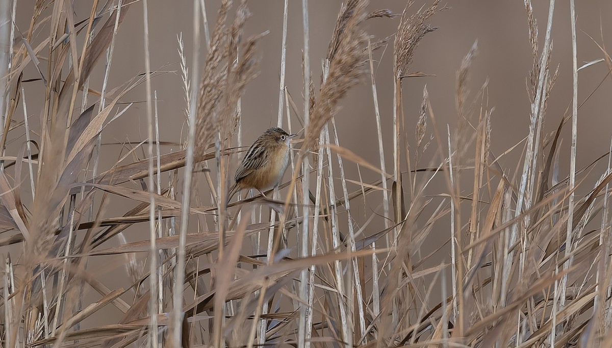Zitting Cisticola - ML645991837